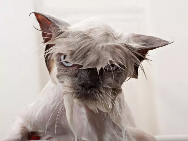 Crazy Cats Who Love Taking Baths