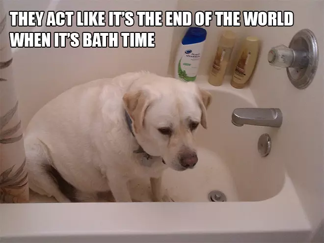 Dog Owner Struggle