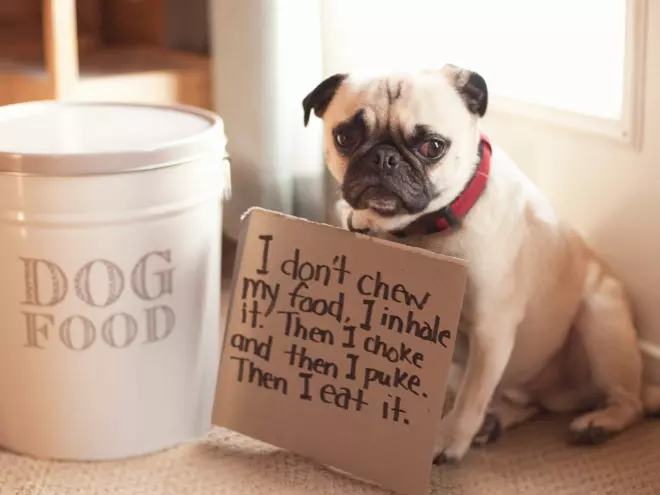 Dog Shaming: Hilarious Photos of Misbehaving Pugs