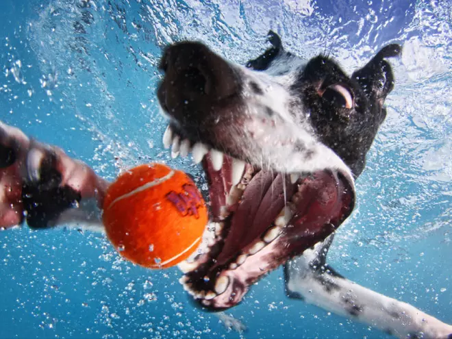 Dogs Diving For Toys