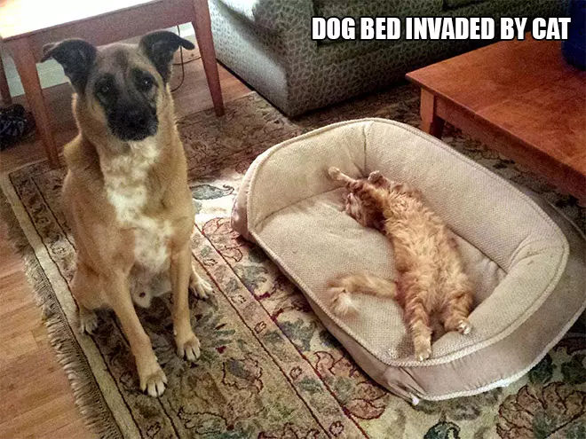 Dogs Intimidated by Cats