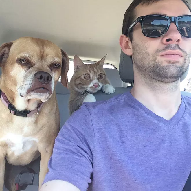 Dramatic Cats
