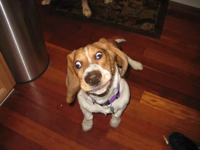Funny Sneezing Dogs