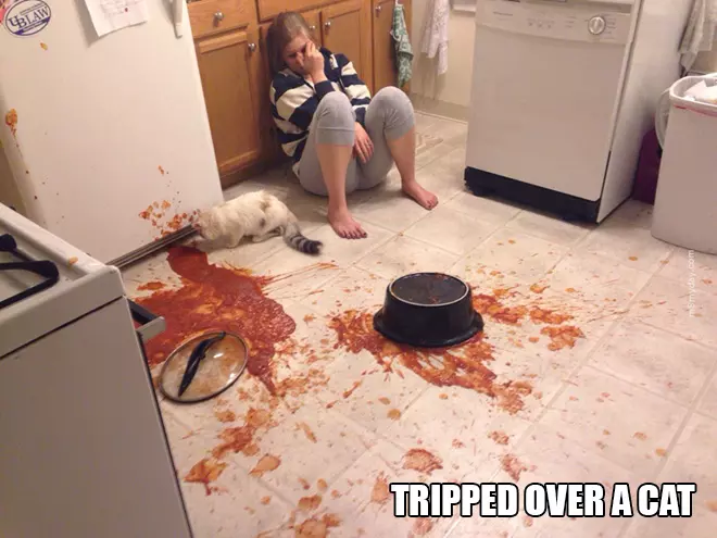 Funny Struggles Only Cat Owners Understand