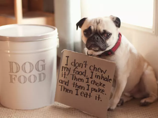 Guilty Pugs