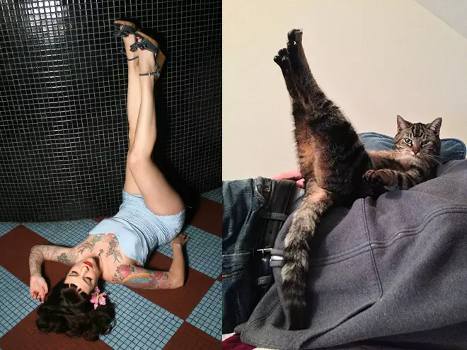 Hilarious Modeling Poses Reenacted By Cats