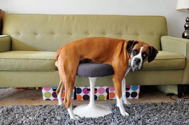 Hilariously Trapped Pets