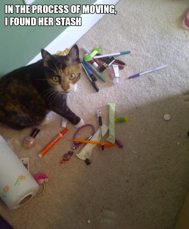 Hoarder Cats