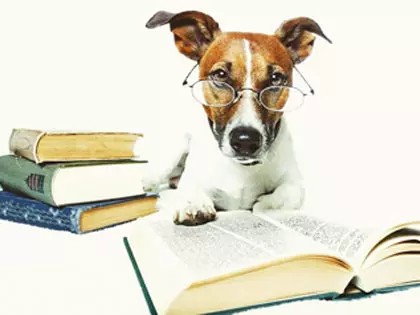 How Long Is Your Dog's Memory?