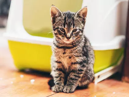 How To Stop Your Cat Peeing All Over The House?