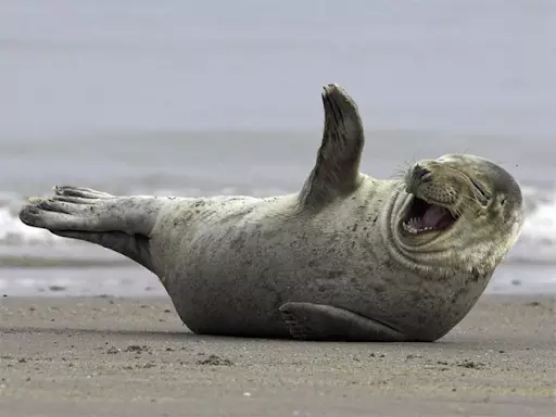 I Am A Happy Seal