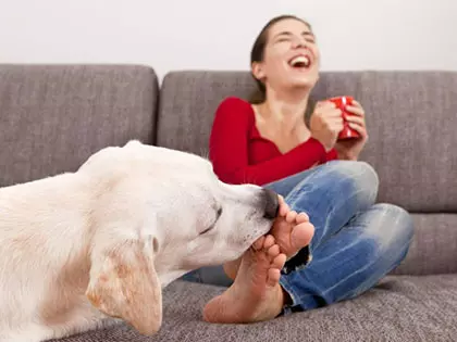 Licks of Love? Vet Explains Why Your Dog Licks Your Feet