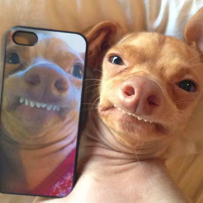 Not Every Pet Is Photogenic