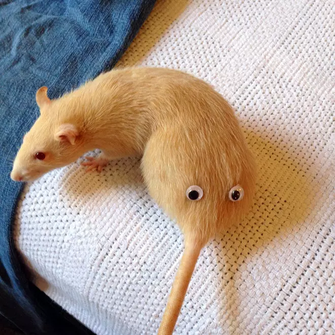 Pet Butt Faces