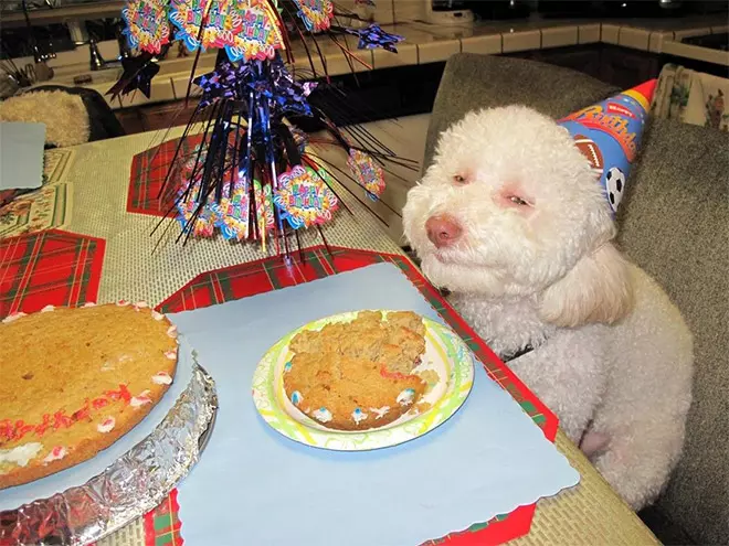 Pets Who Are Having The Best Day Ever