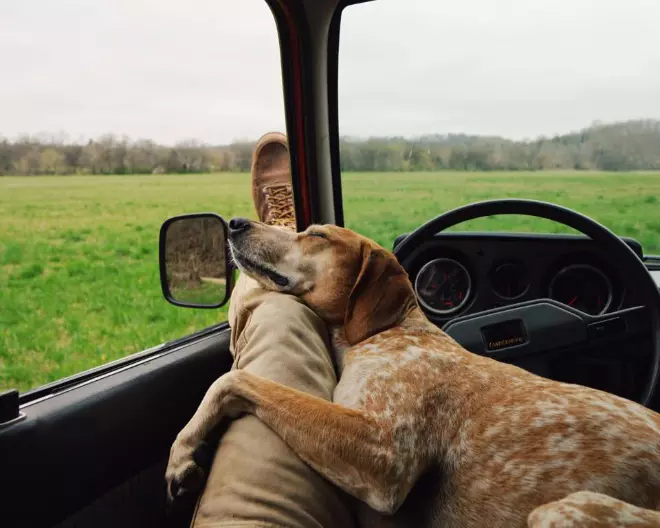 Photographer Takes His Dog On Awesome Road Trips