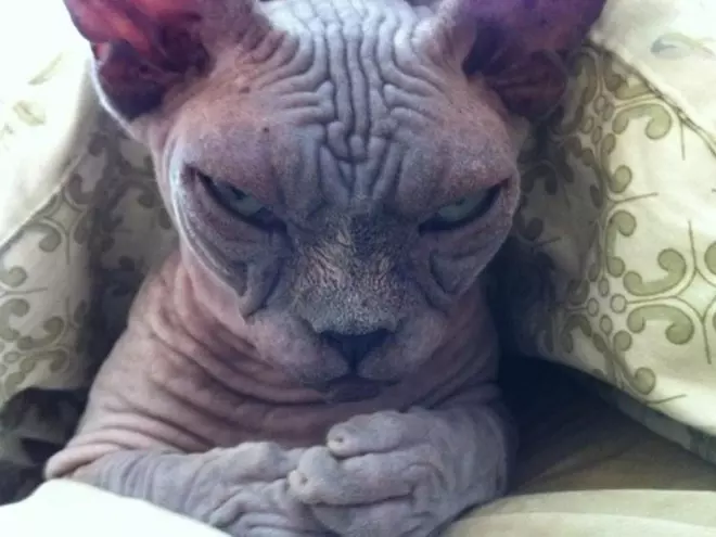 Pissed Off Cats