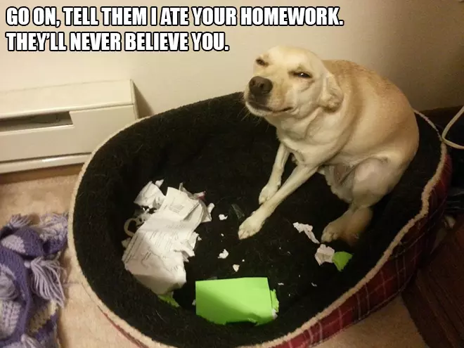 Proof That Dogs Are Evil