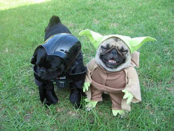 Star Wars Pet Parade