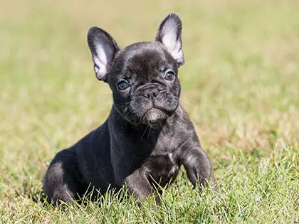 The 10 Most Expensive Dog Breeds