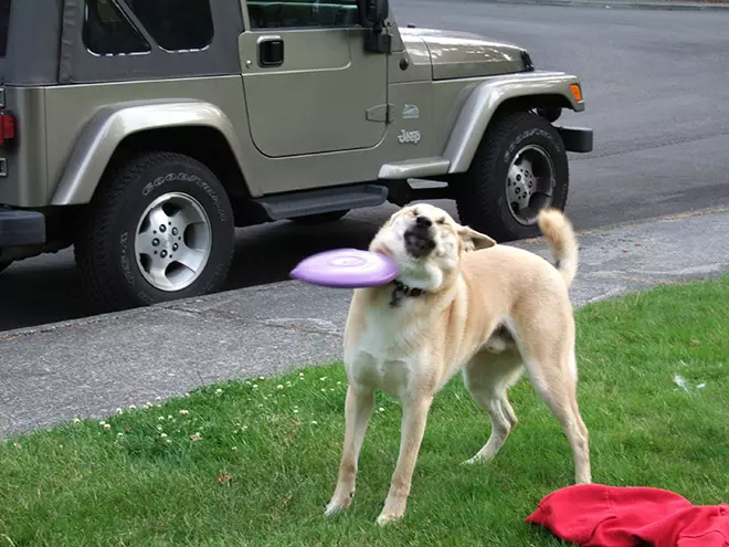 The Funniest Animal Fails