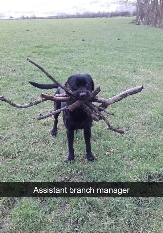 The Funniest Animal Snapchats