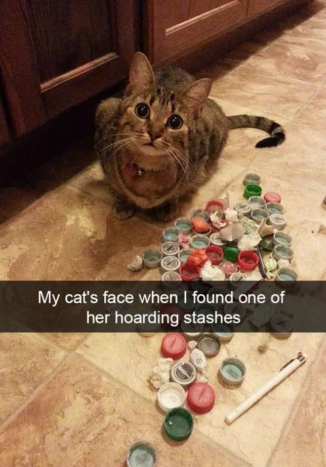 The Funniest Cat Snapchats