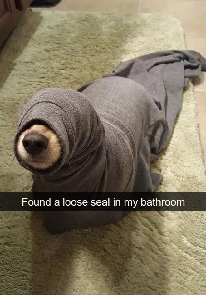 The Funniest Dog Snapchats
