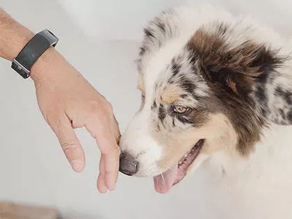 Top 10 Hypoallergenic Dog Breeds That Don't Shed
