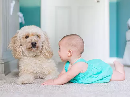 Top 10 Kid-Friendly Dog Breeds That Can Make The Perfect Babysitter