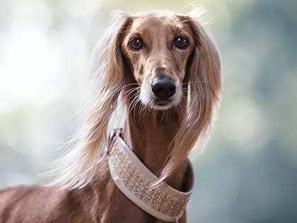 Top 15 Most Elegant Dog Breeds As Your Noble Companion
