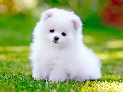 Top Companions: 10 Best Small Dog Breeds For Seniors