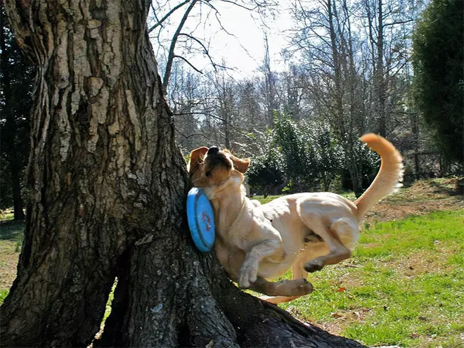 Unflattering Dog Pictures