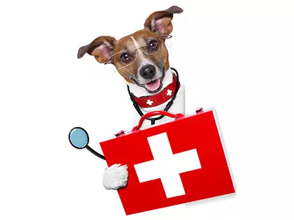 Vet-Approved Home Remedies For Upset Stomachs In Dogs