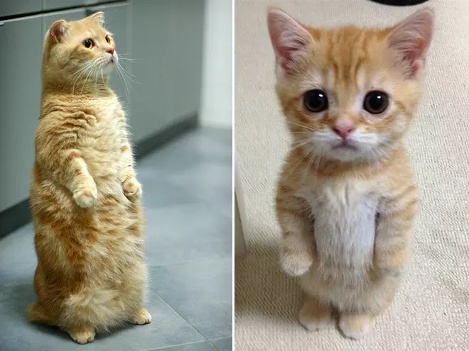 Wait...Why Am I On My Feet?