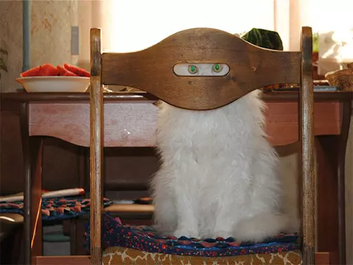 Watch Out, I’m A Ninja