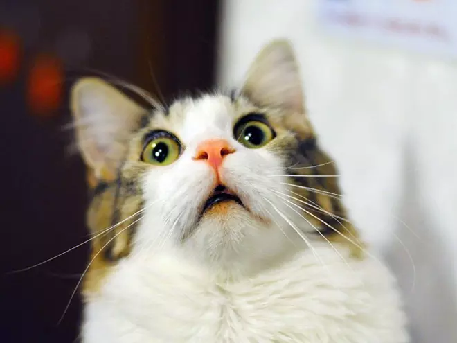 What Do Hilariously Startled Cats Look Like?