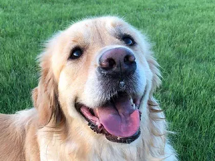 Wat je hond probeert te vertellen 10 signalen die je snel herkent