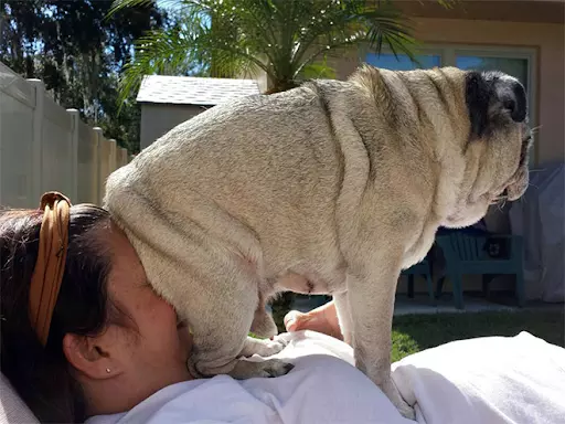 Why Do I Have Dogs?