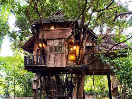 Why She Lives Alone in the Woods—A Peek Inside Her Treehouse