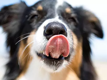Your Dog Licks His Lips Excessively? What Is He Trying To Tell You?
